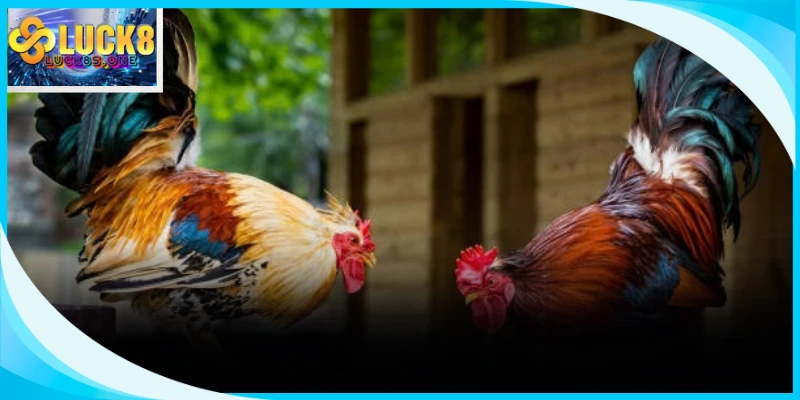 Loại hình thi đấu cựa sắt được phân chia đa dạng phù hợp sở thích người chơi